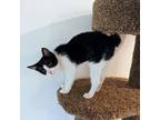 Adopt Froggy a American Bobtail, Domestic Short Hair