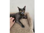 Adopt Miko a Russian Blue