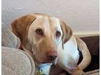 Adopt Vinny a Yellow Labrador Retriever
