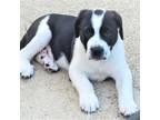 Adopt HARDEN a Labrador Retriever, Great Pyrenees