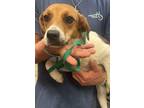 Adopt Marley a Beagle, Mixed Breed