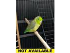 Adopt Cucumber a Parakeet (Other)