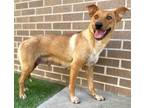 Adopt Squirt a Cattle Dog, Mixed Breed