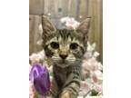 Adopt Muriel a Domestic Short Hair