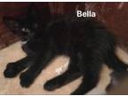 Adopt Bella a Domestic Medium Hair, Extra-Toes Cat / Hemingway Polydactyl