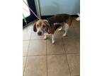Adopt Duster a Beagle