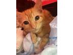 Adopt Buttercup a Domestic Short Hair