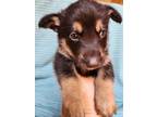 Adopt Mateo a Shepherd