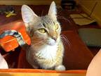 Adopt Tiger Lily a Gray, Blue or Silver Tabby Tabby (short coat) cat in Cut