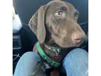 Adopt Ladybug a Labrador Retriever, German Shorthaired Pointer