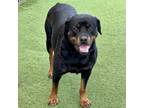 Adopt Aphrodite a Rottweiler