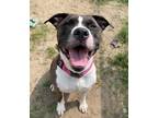 Adopt Jazz a Pit Bull Terrier, Mixed Breed