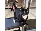 Adopt Phoebe a Tuxedo