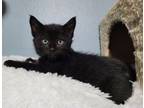 Adopt Eclipse a Domestic Short Hair