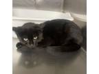 Adopt Nyx a Domestic Short Hair