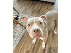 Adopt Nori a American Staffordshire Terrier