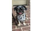 Adopt Daisy a Pug