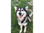 Adopt Stimpy a Alaskan Malamute, Mixed Breed