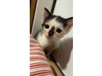 Adopt Einstein a Domestic Short Hair