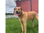 Adopt Archie a Yellow Labrador Retriever