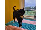 Adopt Peep a Domestic Short Hair