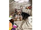 Adopt CHANCE a Yorkshire Terrier