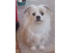 Adopt Charlie a Shih Tzu, Terrier