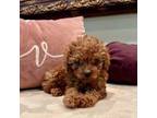 CKC Red Toy Poodle Girl