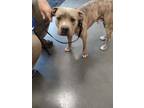 Adopt Ninja a Pit Bull Terrier, Mixed Breed