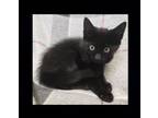 Adopt Merlin a Domestic Short Hair