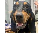 Adopt Rueger a Black and Tan Coonhound