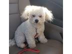 Bichon Frise Puppy for sale in Lakewood Ranch, FL, USA