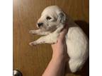 Dalmatian Puppy for sale in Lacey, WA, USA