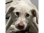 Adopt Alyssa a Labrador Retriever