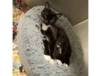 Adopt Matilda a Domestic Short Hair