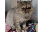 Adopt Cookie a Persian