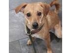 Adopt Breezy a Mixed Breed