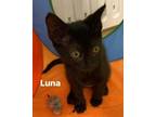 Adopt Luna a Domestic Short Hair