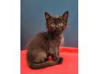 Adopt Mikey a Domestic Short Hair