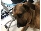 Adopt Brutus a Mastiff, Rottweiler