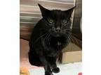 Adopt Rocky Victory a Domestic Short Hair