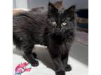 Adopt Chili a Domestic Medium Hair