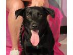 Adopt ELVIS a German Shepherd Dog, Black Labrador Retriever