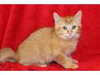 Adopt Rambo a Domestic Short Hair