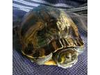 Adopt Hannibal a Turtle