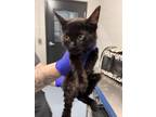 Adopt Wanda a Domestic Short Hair