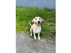 Adopt Roxy a Tan/Yellow/Fawn Mixed Breed (Large) / Mixed dog in Moncton