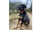 Adopt Brutus a Black Labrador Retriever / Mixed dog in Spruce Grove