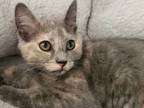 Adopt Darla Isabel a Domestic Short Hair