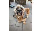 Adopt Lily a Shih Tzu